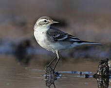 Citrine Wagtail