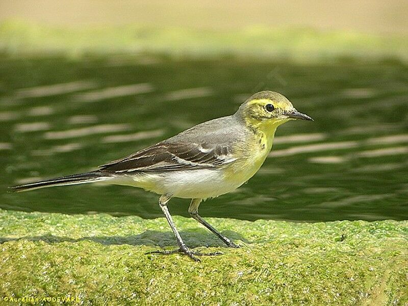 Citrine Wagtail, identification