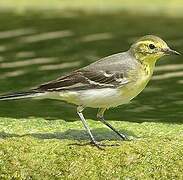 Citrine Wagtail