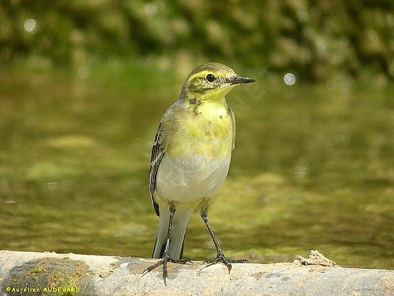 Citrine Wagtail