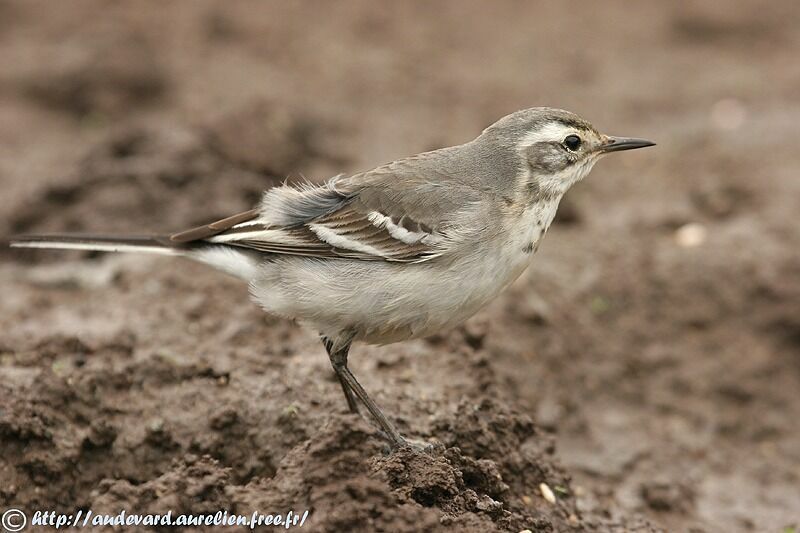 Citrine Wagtail