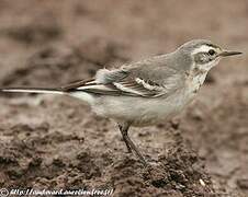 Citrine Wagtail