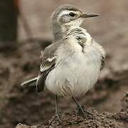 Citrine Wagtail