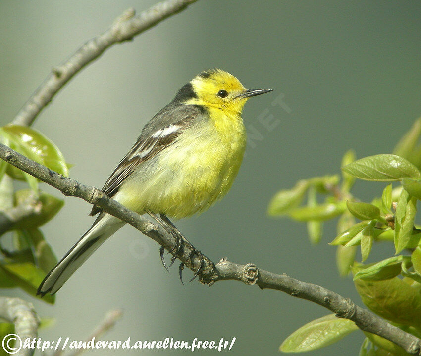 Citrine Wagtail male adult breeding