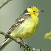 Citrine Wagtail