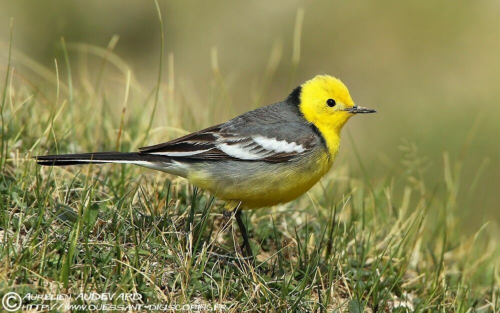 Citrine Wagtail