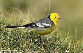 Citrine Wagtail