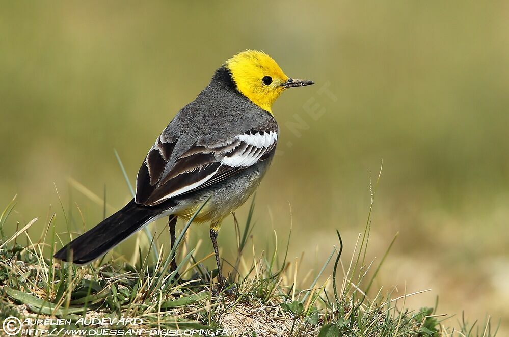 Citrine Wagtail