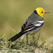 Citrine Wagtail