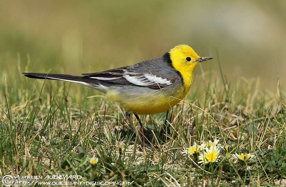 Citrine Wagtail male adult breeding, identification