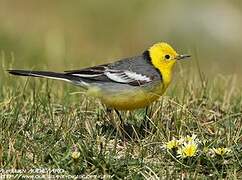 Citrine Wagtail