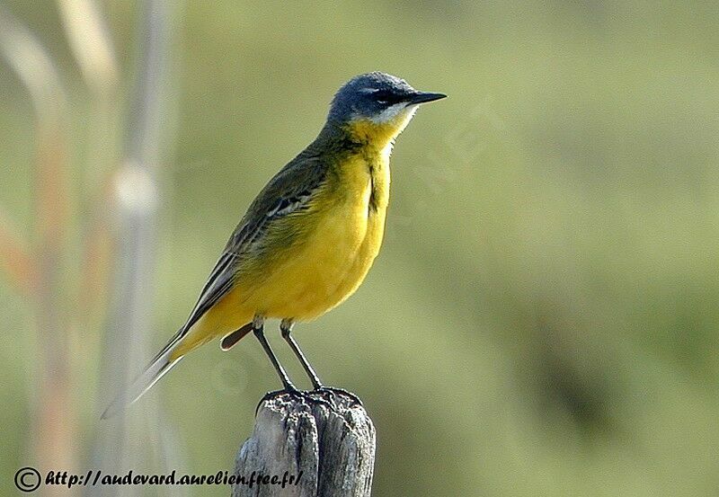 Western Yellow Wagtail (cinereocapilla) male adult breeding