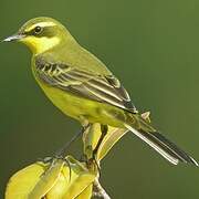 Eastern Yellow Wagtail