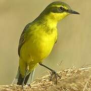 Eastern Yellow Wagtail