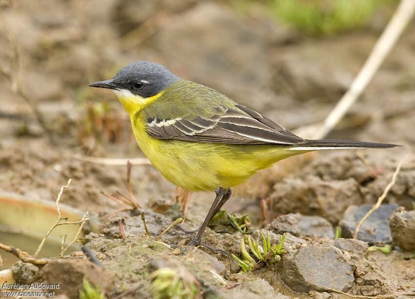 Eastern Yellow Wagtail male adult breeding, identification