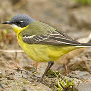 Eastern Yellow Wagtail