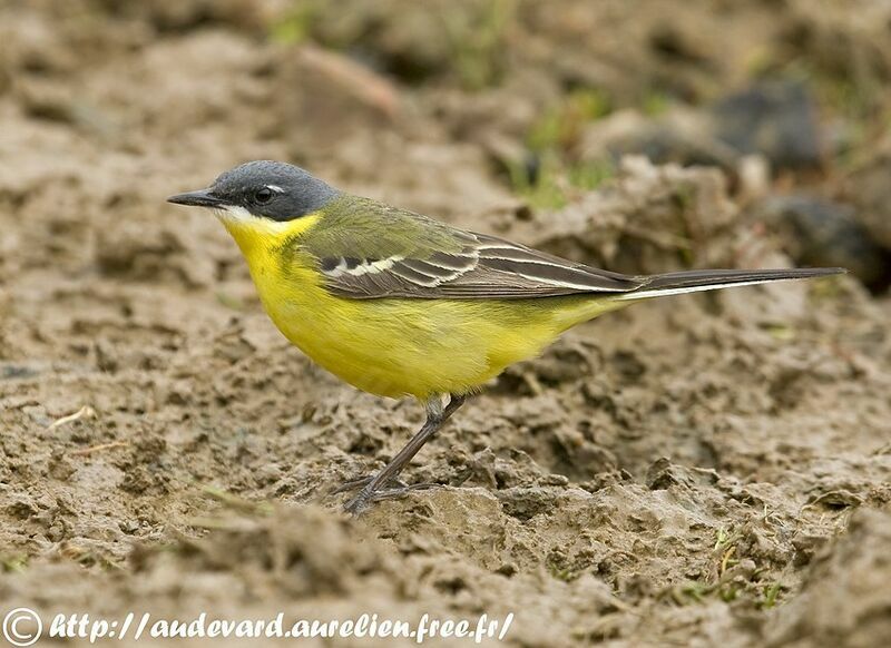 Eastern Yellow Wagtail male adult breeding