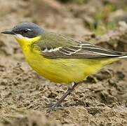 Eastern Yellow Wagtail