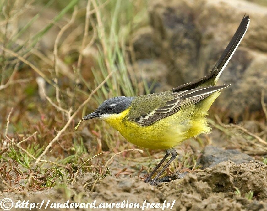 Eastern Yellow Wagtail