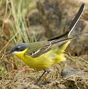 Eastern Yellow Wagtail