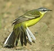 Eastern Yellow Wagtail