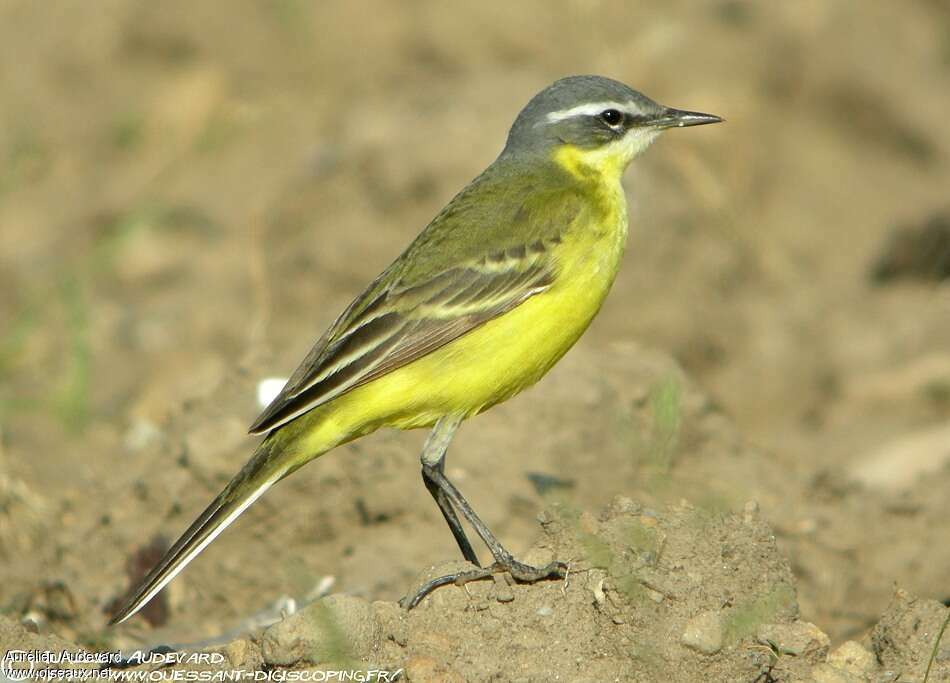 Eastern Yellow Wagtail male adult breeding, identification