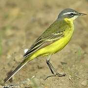 Eastern Yellow Wagtail