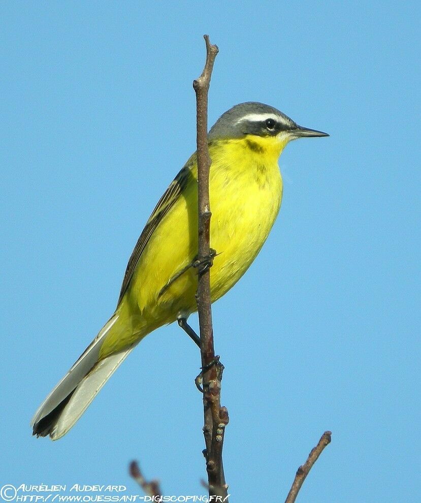 Eastern Yellow Wagtail male adult breeding