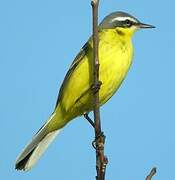 Eastern Yellow Wagtail