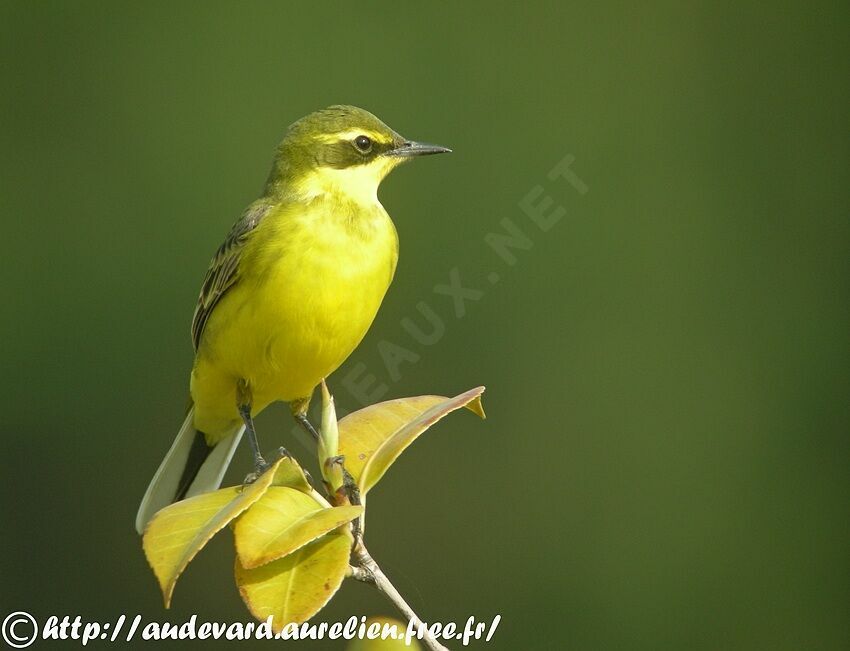 Eastern Yellow Wagtail