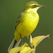 Eastern Yellow Wagtail