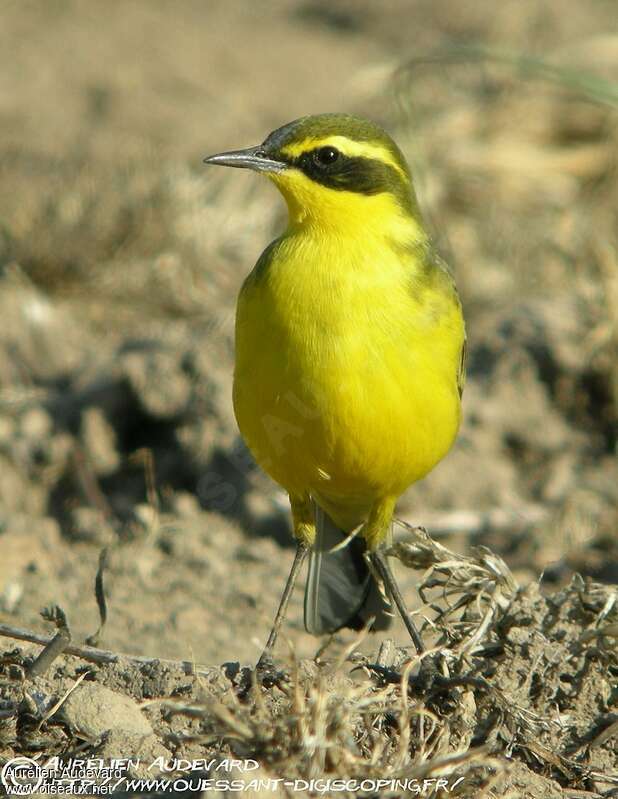 Eastern Yellow Wagtail male adult breeding, close-up portrait
