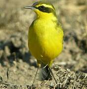 Eastern Yellow Wagtail