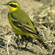 Eastern Yellow Wagtail