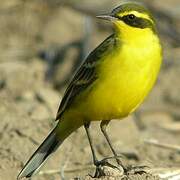 Eastern Yellow Wagtail