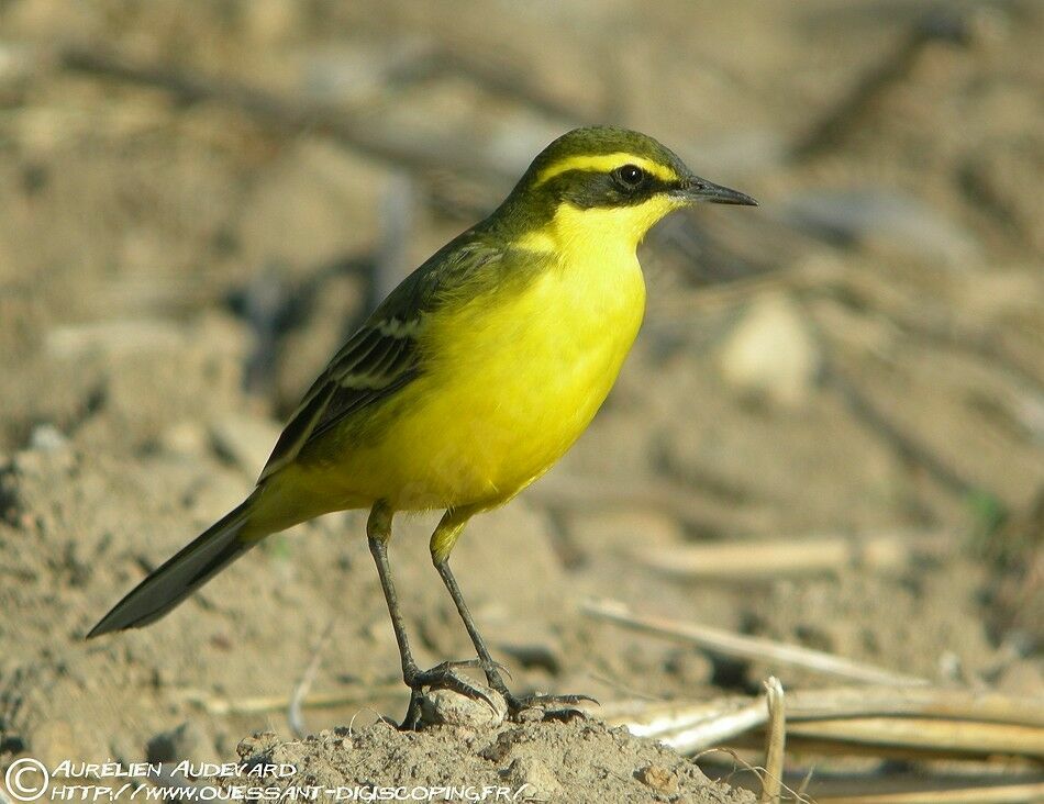 Eastern Yellow Wagtail