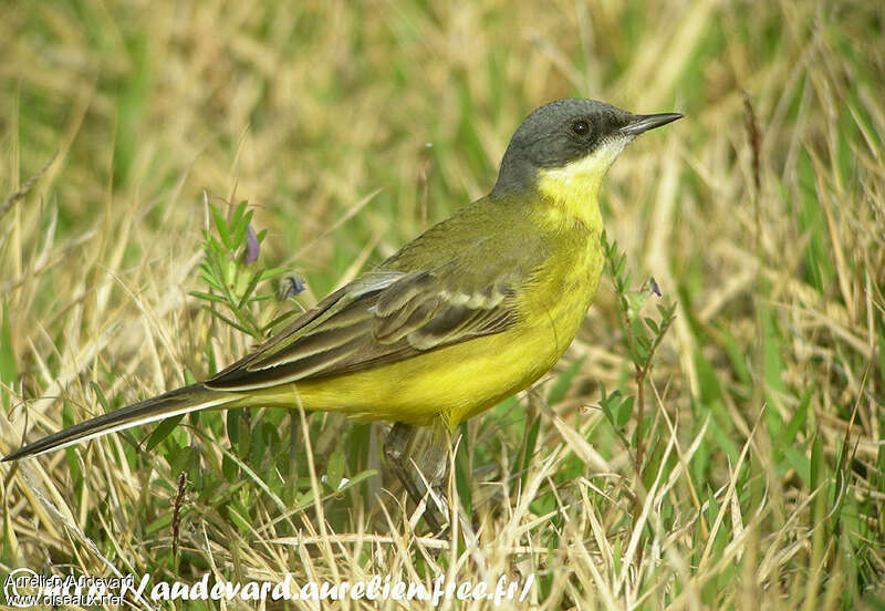 Eastern Yellow Wagtail male adult breeding, identification