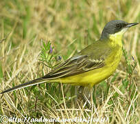 Eastern Yellow Wagtail