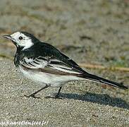 White Wagtail (yarrellii)