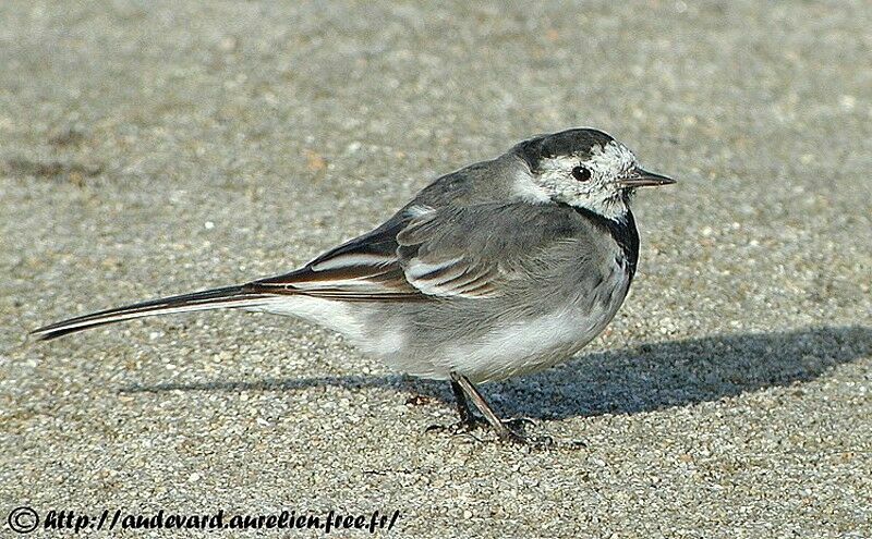 White Wagtail (yarrellii) female immature