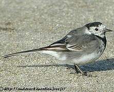 White Wagtail (yarrellii)