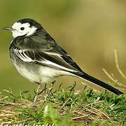 White Wagtail (yarrellii)