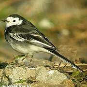 White Wagtail (yarrellii)