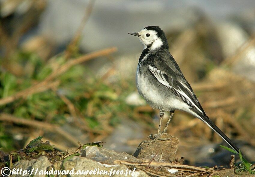 White Wagtail (yarrellii)immature