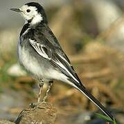 White Wagtail (yarrellii)