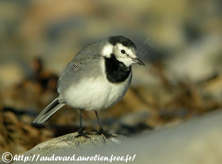 White Wagtail (yarrellii)