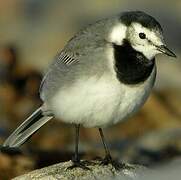 White Wagtail (yarrellii)