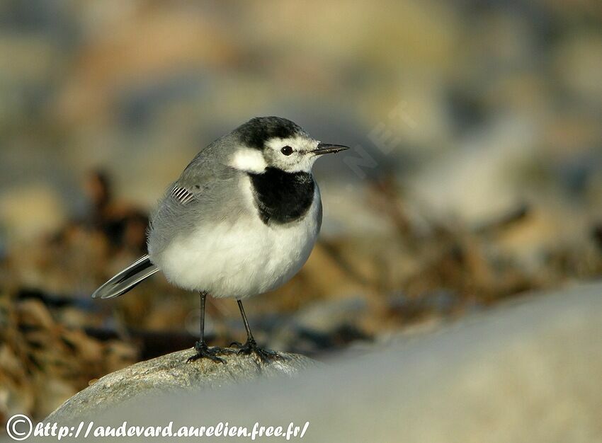 White Wagtail (yarrellii)juvenile