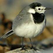 White Wagtail (yarrellii)