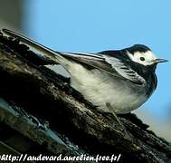 White Wagtail (yarrellii)